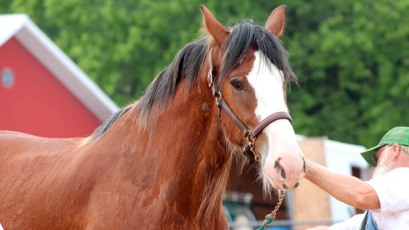 Animal Planet Figurka Clydesdale Horse Black And White