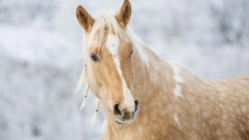 Animal Planet Figurka Koń Ogier Morgan Palomino 387395