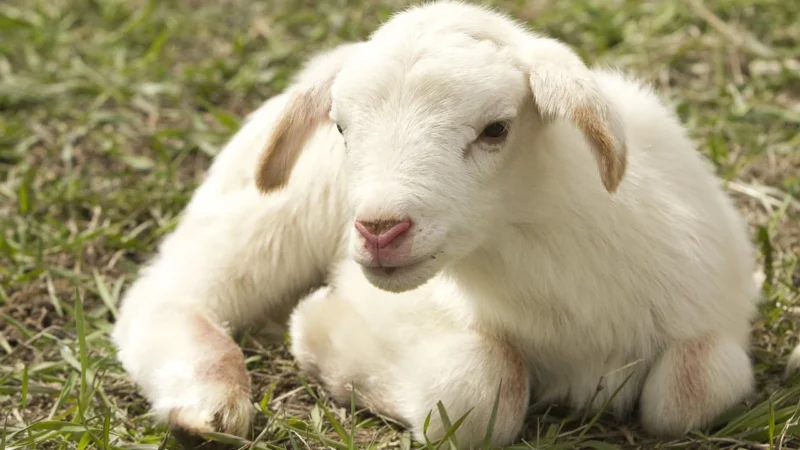Animal Planet Figurki Zwierzęta Domowe V1 10 Szt Tuba