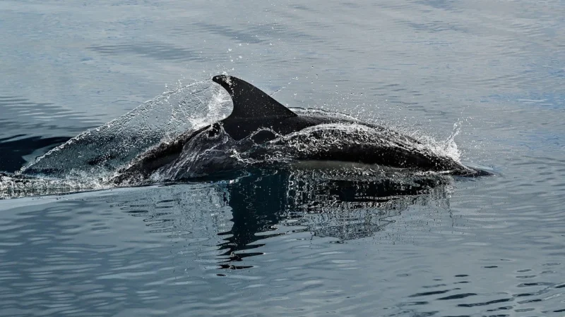 Anlily Lalka pływaczka nurek z Delfinem ZA3923
