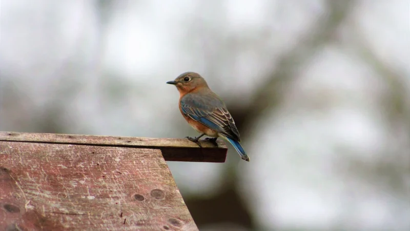 Bluebird Puzzle 1000El. Cats