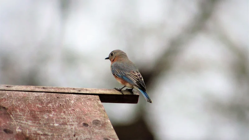 Bluebird Puzzle 6000El. Arka Noego