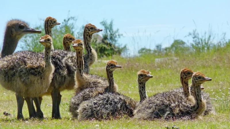 CANPOL BABIES SILIKONOWY GRYZAK DLA NIEMOWLĄT DINOZAUR (51/006)