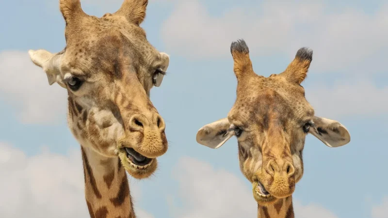 Cass film Duże Figurki Mamy i Dzieci Dinozaury