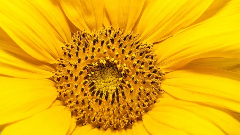 Clementoni 1000El. High Quality Collection Museum Square Girasoli