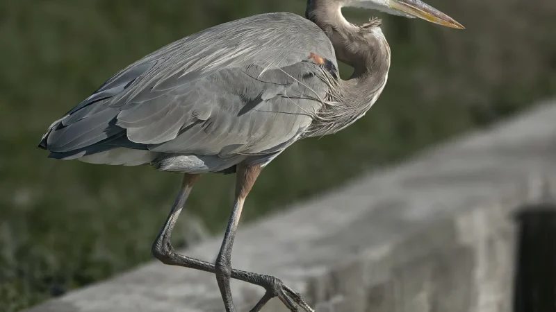 Cobble Hill Puzzle 500El. Great Blue Heron Czapla Modra