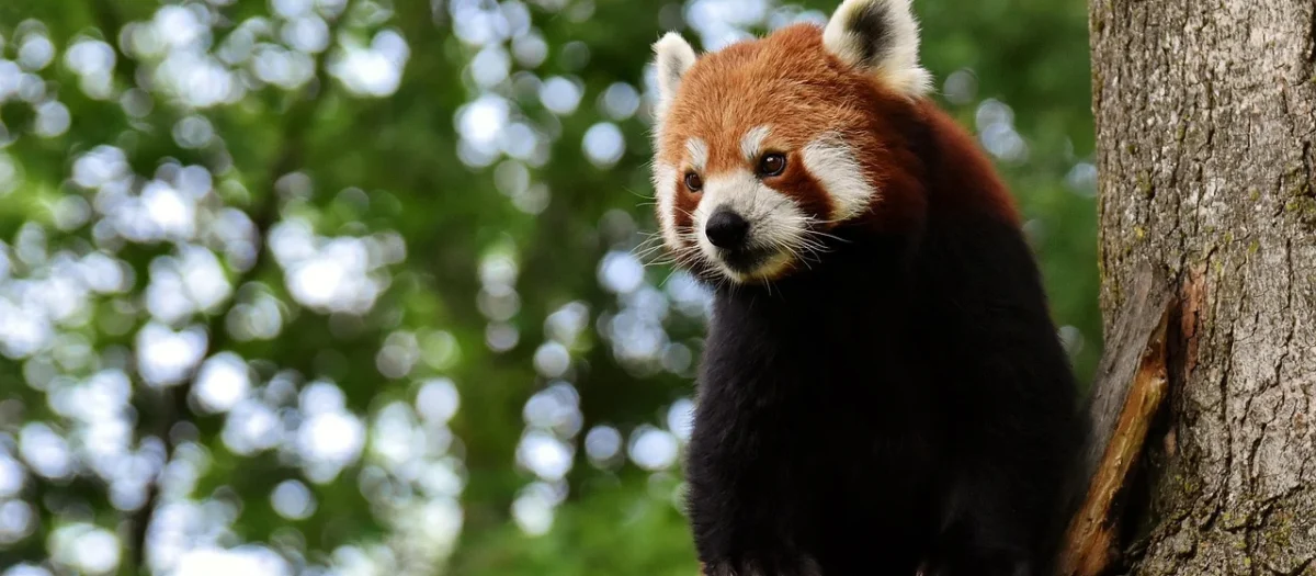 Dante Tuba Panda 100 Elementów