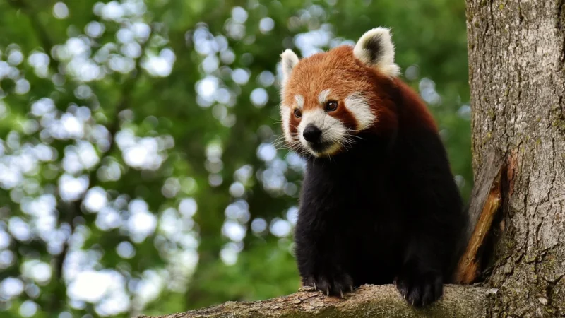 Dante Tuba Panda 100 Elementów