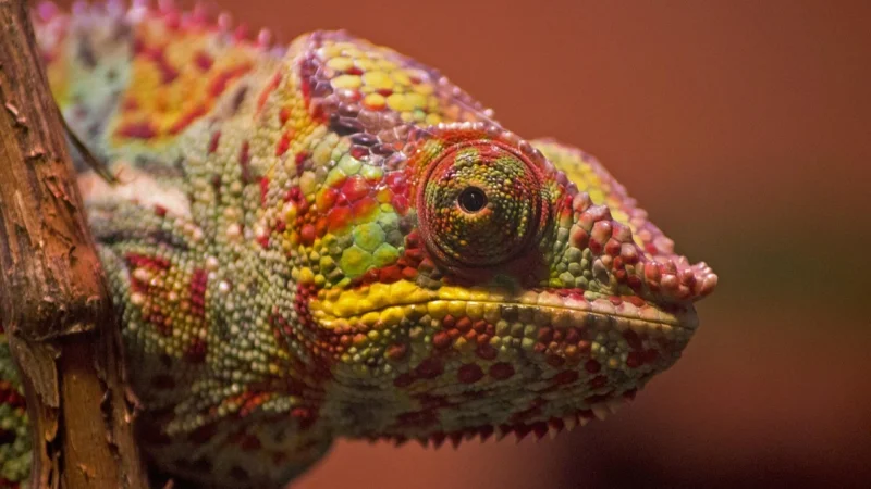Dumel Gloopy Lizard Żółty 88566