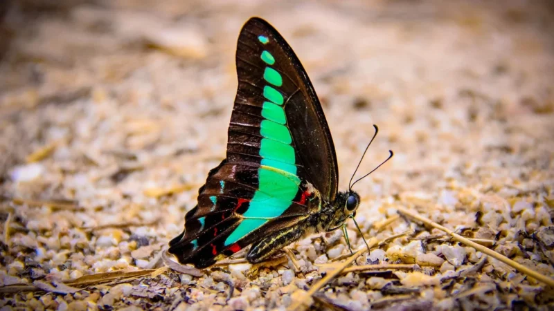 Dwm Plecak Przedszkolaka Dla Dziecka Motyl