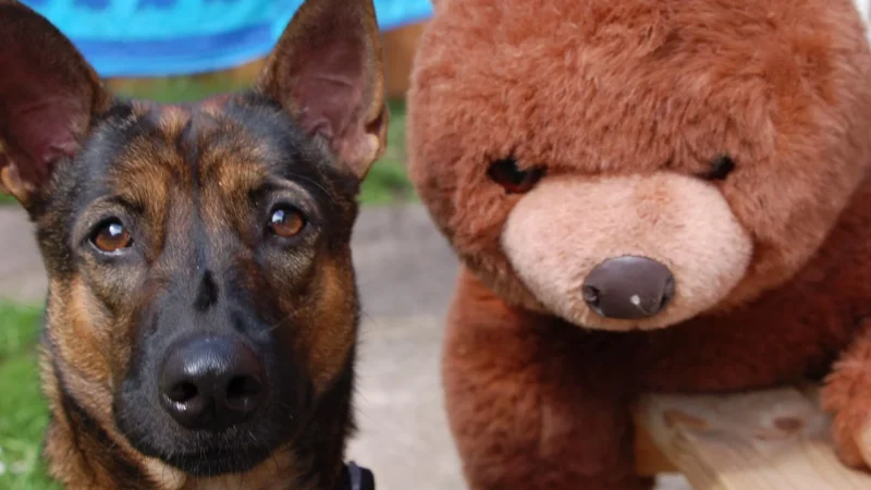 FANCY TOYS Piesek Tobi, brązowy SCHT0MA