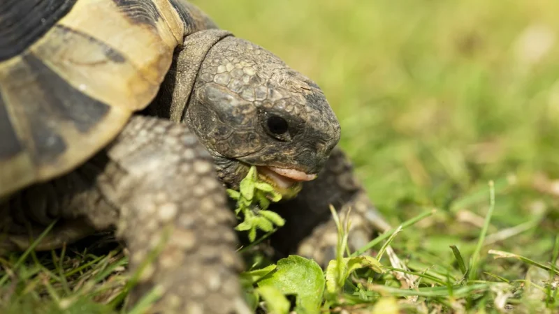 Holle mleko Kozie Dla Niemowląt Bio Od Urodzenia 1 400g