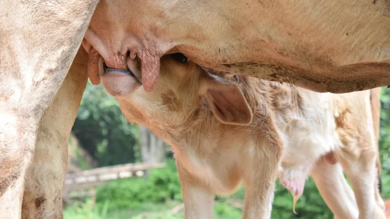 Humana 3 Mypack Mali Odkrywcy Mleko Następne Po 12 Miesiącu 800G