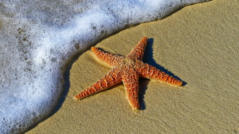 Mattel Enchantimals Staria Starfish Lalka Rozgwiazda + figurka Beamy HCF69