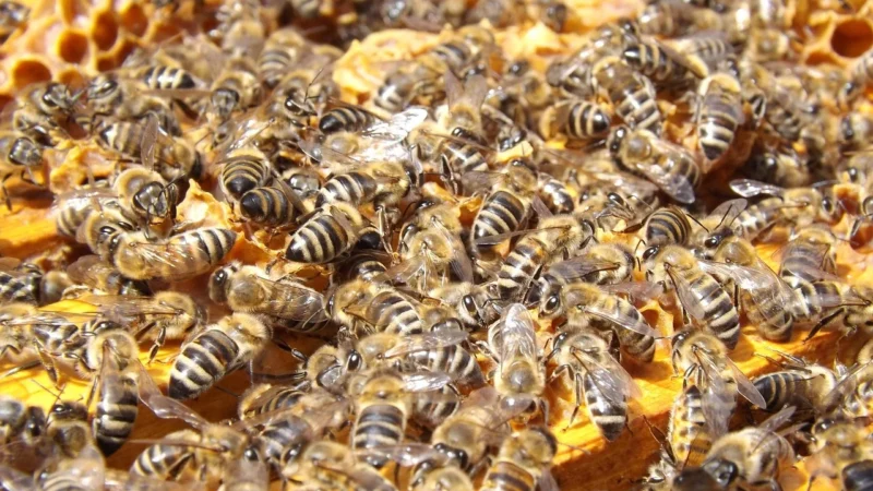 nasycone kolory- wiele tekstur do zbadania rękami i ustamiCechy produktów Sassy to:- duże kontrasty kolorów- jasne kolory- symetria- wiele tekstur- specyficzny język kolorów- proporcje produktów- kojące