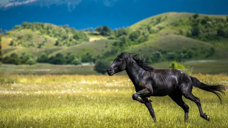 Nova Puzzle 1000El. Wild Horses Dzikie Konie