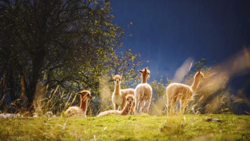 Paso Plecak Szkolny Lama Pp22Lm 081