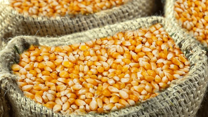 Peg Perego Ypsi Combo Polo Głęboko Spacerowy