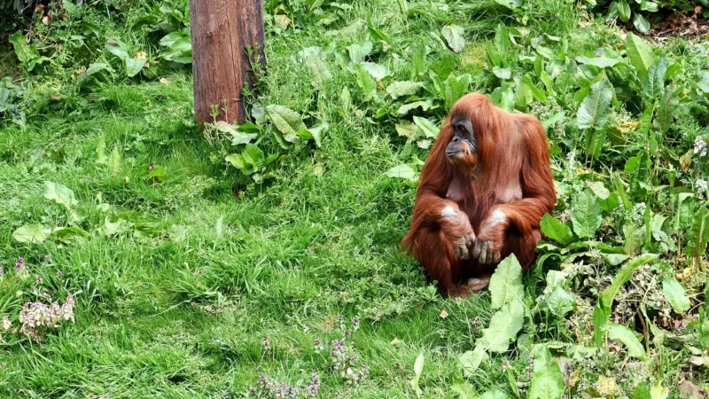Playmobil 70345 Zoo Orangutans with Tree