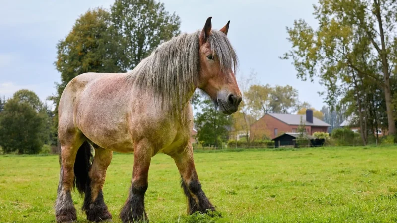 Schleich Belgijski Koń Pociągowy