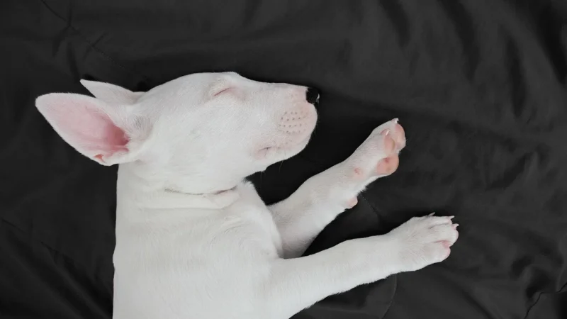 Schleich Bull Terrier 13966