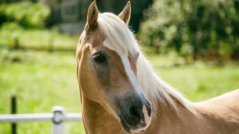 Schleich Klacz Rasy Haflinger 13812