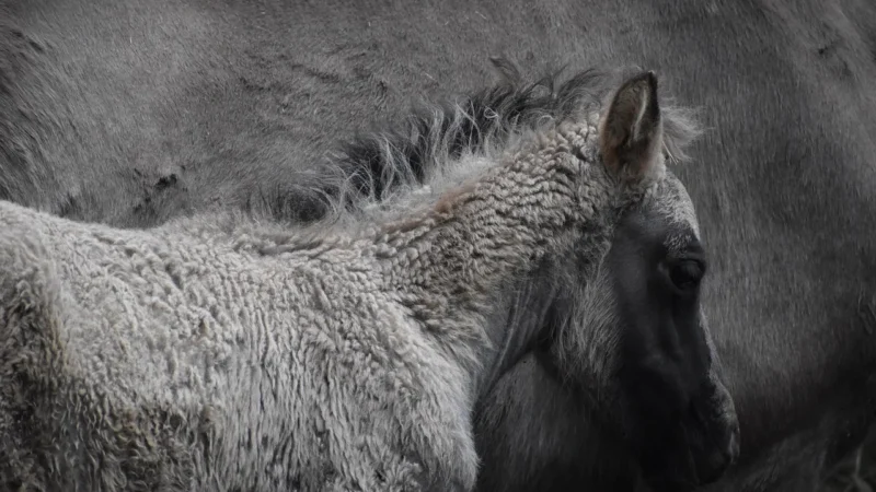 Schleich Źrebię Rasy Trakeńskiej