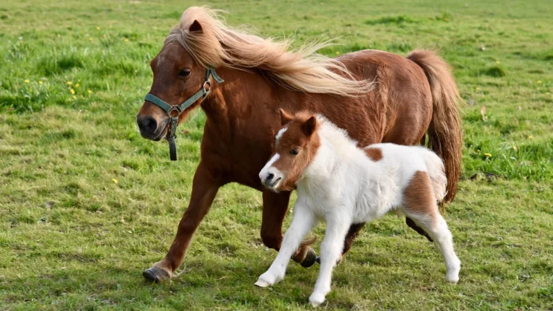 Simba Filly Magiczny domek a przystanią (5951287)