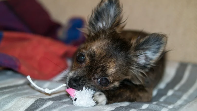 Simba Zdalnie Chihuahua Sterowany Piesek Szczeka Biega Merda Ogonem (5893243_B)