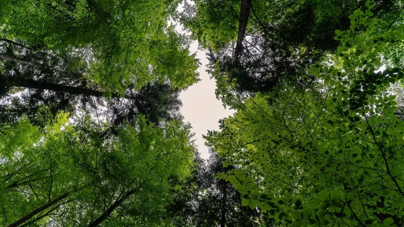 Sunwood Piaskownica Drewniana Impregnowana Daszkiem Kolory