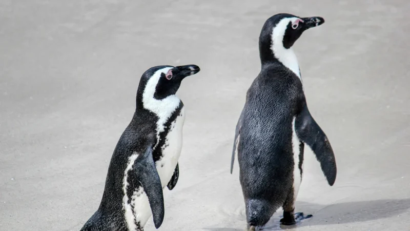 Trixie Mr. Penguin Tornister