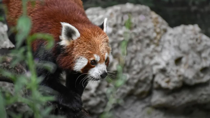 Tulilo Panda Pozytywka Różowa Miętowa 051356